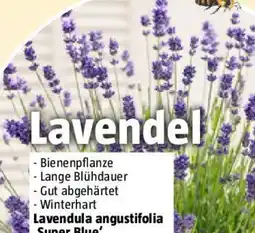 Bauhaus Lavendula angustifolia Angebot