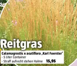 Bauhaus Calamagrostis x acutiflora Karl Foerster Angebot