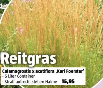 Bauhaus Calamagrostis x acutiflora Karl Foerster Angebot