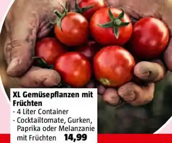 Bauhaus XL Gemüsepflanzen mit Früchten Angebot