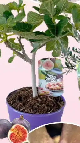 Bauhaus Feige Ficus carica Angebot