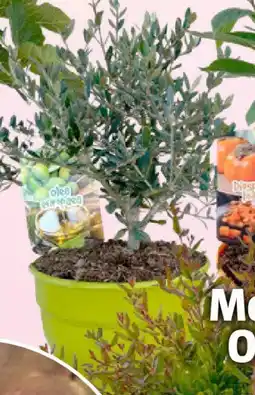 Bauhaus Olive Angebot