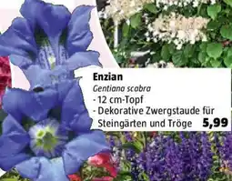 Bauhaus Enzian Angebot