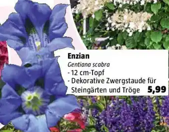 Bauhaus Enzian Angebot