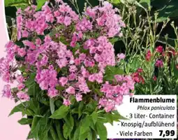 Bauhaus Flammenblume Angebot