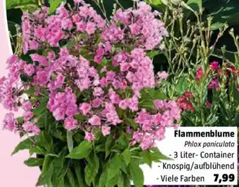 Bauhaus Flammenblume Angebot
