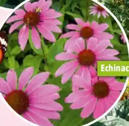 Bauhaus Echinacea oder Rudbeckia Angebot