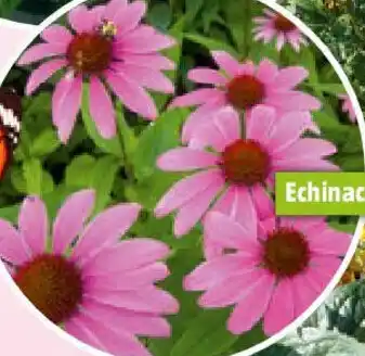 Bauhaus Echinacea oder Rudbeckia Angebot