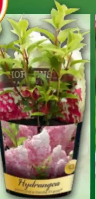 Norma Rispenhortensie Angebot