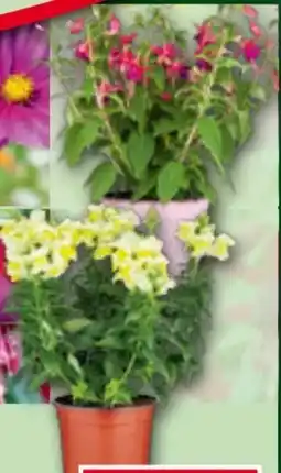 Norma Sommerblumen Mix Angebot