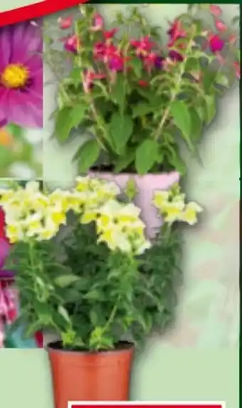 Norma Sommerblumen Mix Angebot