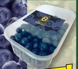 Norma Golden B Blueberries Premium Kultur-Heidelbeeren Angebot