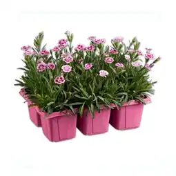 Lidl Dianthus Pink Kisses Lidl Angebot