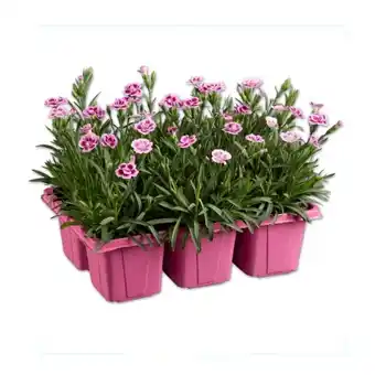 Lidl Dianthus Pink Kisses Lidl Angebot
