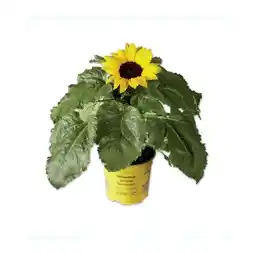 Lidl Sonnenblume Lidl Angebot