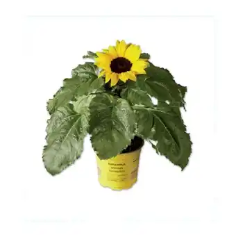 Lidl Sonnenblume Lidl Angebot