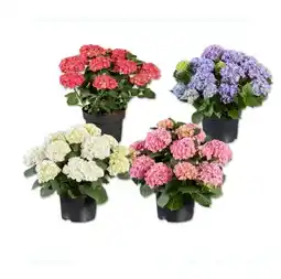 Lidl Gartenhortensien (Ball- oder Tellerhortensie) Verschiedene Blütenfarben Lidl Angebot