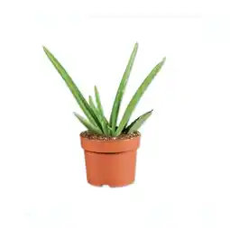 Lidl Aloe Vera Lidl Angebot