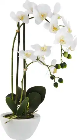 Mömax Modern Living Kunstpflanze Orchidee Angebot
