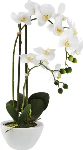 Mömax Modern Living Kunstpflanze Orchidee Angebot