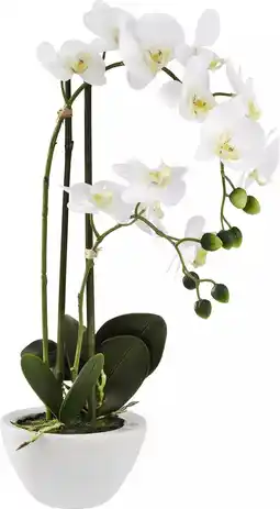 Mömax Kunstpflanze „Orchidee“ 4297040701 mömax Angebot