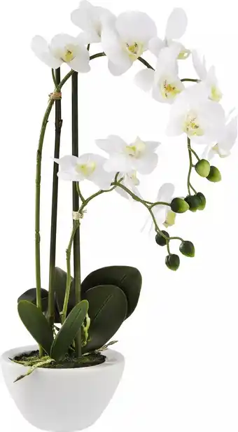 Mömax Kunstpflanze „Orchidee“ 4297040701 mömax Angebot