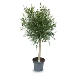 Hofer Olivenbaum HOFER Angebot