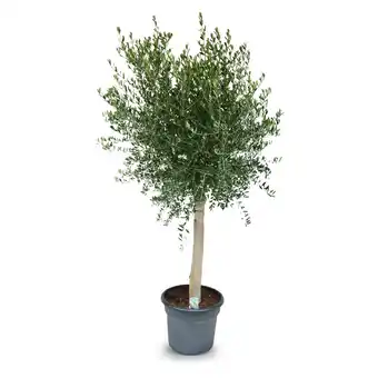 Hofer Olivenbaum HOFER Angebot