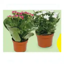 Hofer Blühpflanze versch. Sorten HOFER Angebot