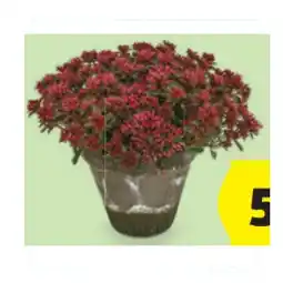 Hofer Tontöpfe versch. Ausführungen HOFER Angebot