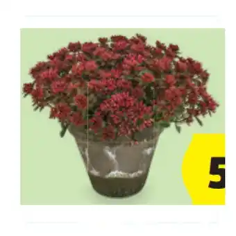Hofer Tontöpfe versch. Ausführungen HOFER Angebot
