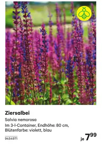 BayWa Ziersalbei Angebot