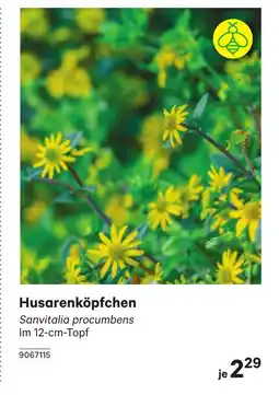 BayWa Husarenköpfchen Angebot