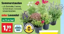Thomas Philipps Sommerstauden oder Lavendel Angebot