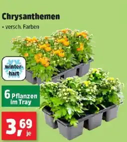 Thomas Philipps Chrysanthemen Angebot