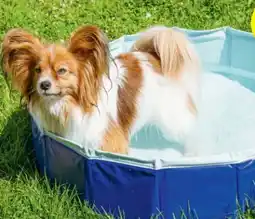 Hofer Romeo Faltbarer Haustier Pool Angebot