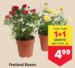MPreis Freiland Rosen Angebot