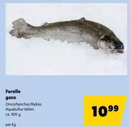 Eurogast Grissemann Forelle ganz Angebot