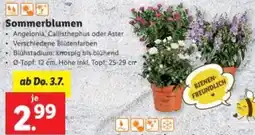 Lidl Sommerblumen Angebot