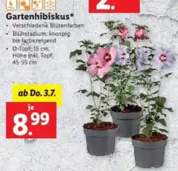 Lidl Gartenhibiskus Angebot