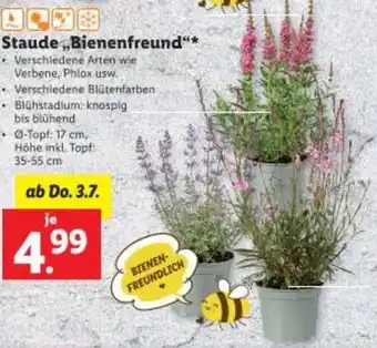 Lidl Staude Bienenfreund Angebot