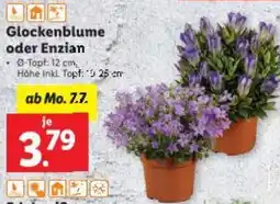 Lidl Glockenblume oder Enzian Angebot