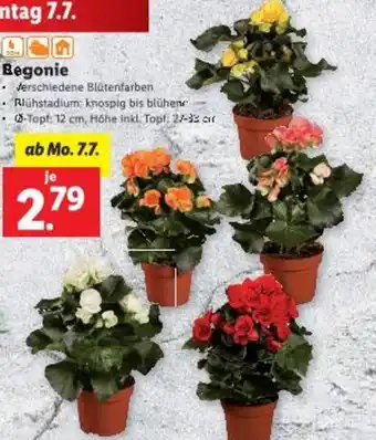 Lidl Begonie Angebot
