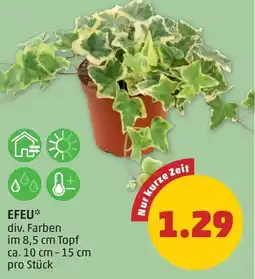PENNY Efeu Angebot