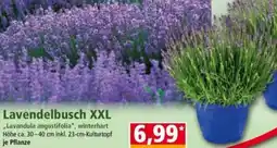 Norma Lavendelbusch XXL Angebot
