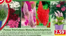 Norma Pentas Trio/Celosia Mono/Haarschöpfchen Angebot