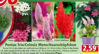 Norma Pentas Trio/Celosia Mono/Haarschöpfchen Angebot