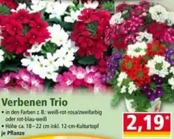 Norma Verbenen Trio Angebot