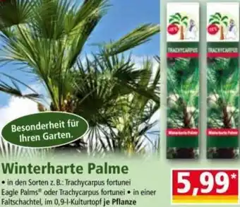 Norma Winterharte Palme Angebot
