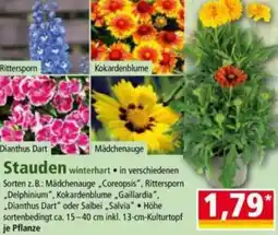 Norma Stauden Angebot